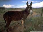 platero